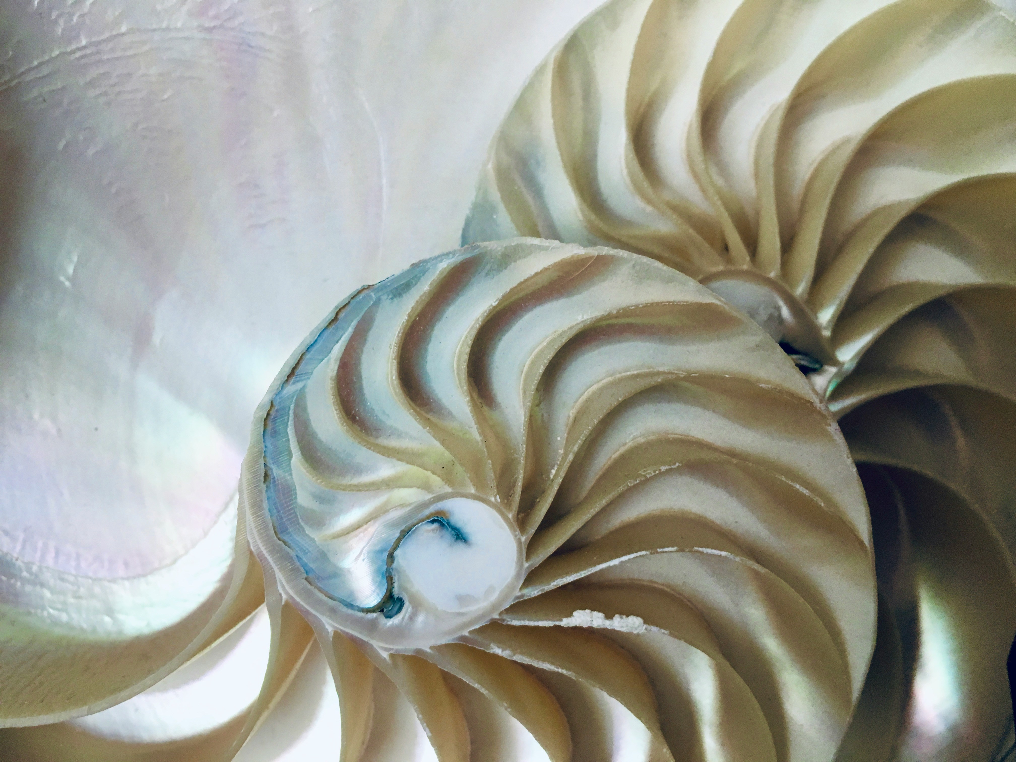 Nautilus shell cross-section